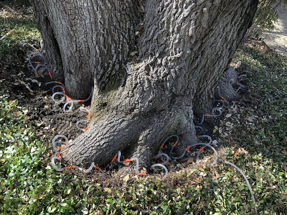 Detailed Tree Cabling and Bracing job site in Red Jacket